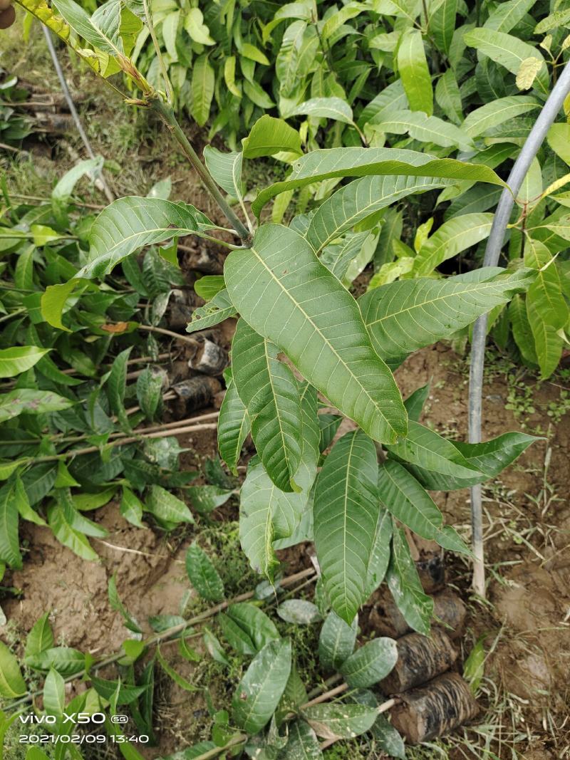 芒果苗云南元江县自产自销量大从优优质生苗