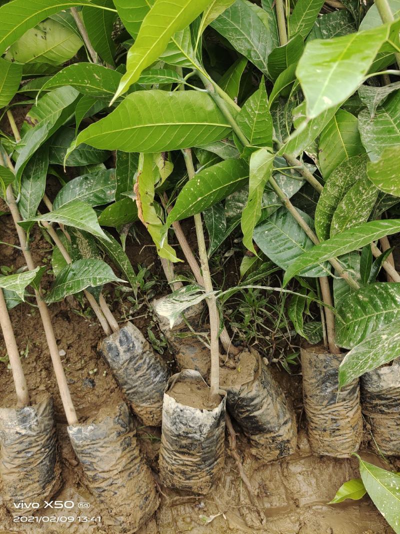 芒果苗云南元江县自产自销量大从优优质生苗