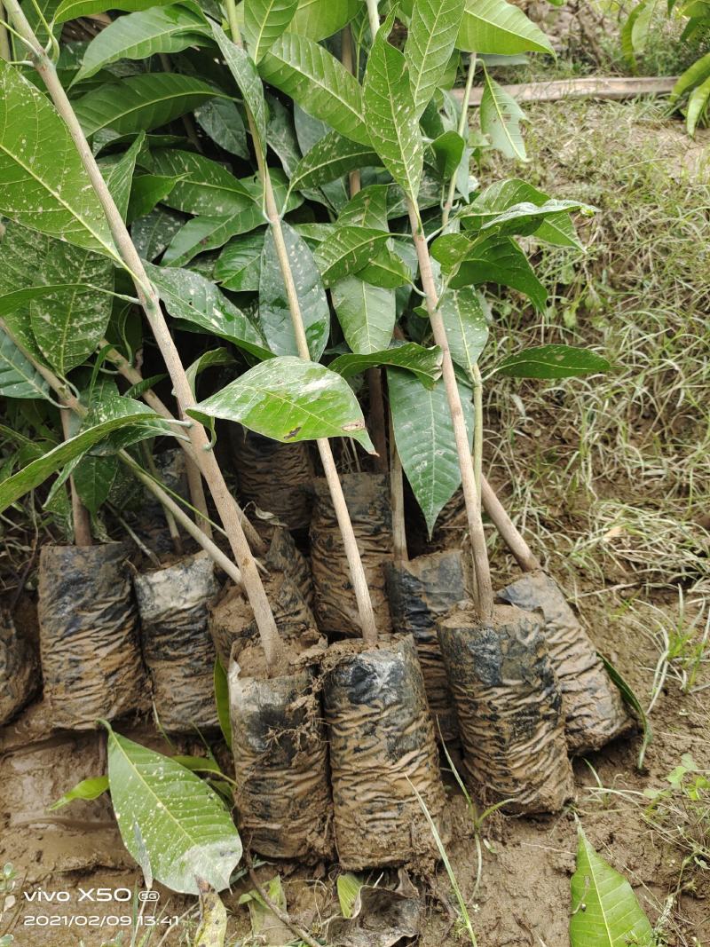 芒果苗云南元江县自产自销量大从优优质生苗
