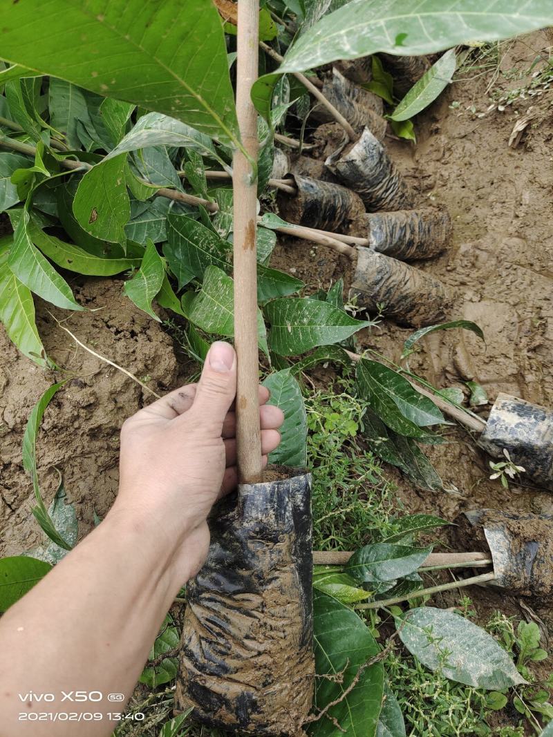 芒果苗云南元江县自产自销量大从优优质生苗