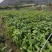 芒果苗云南元江县自产自销量大从优优质生苗