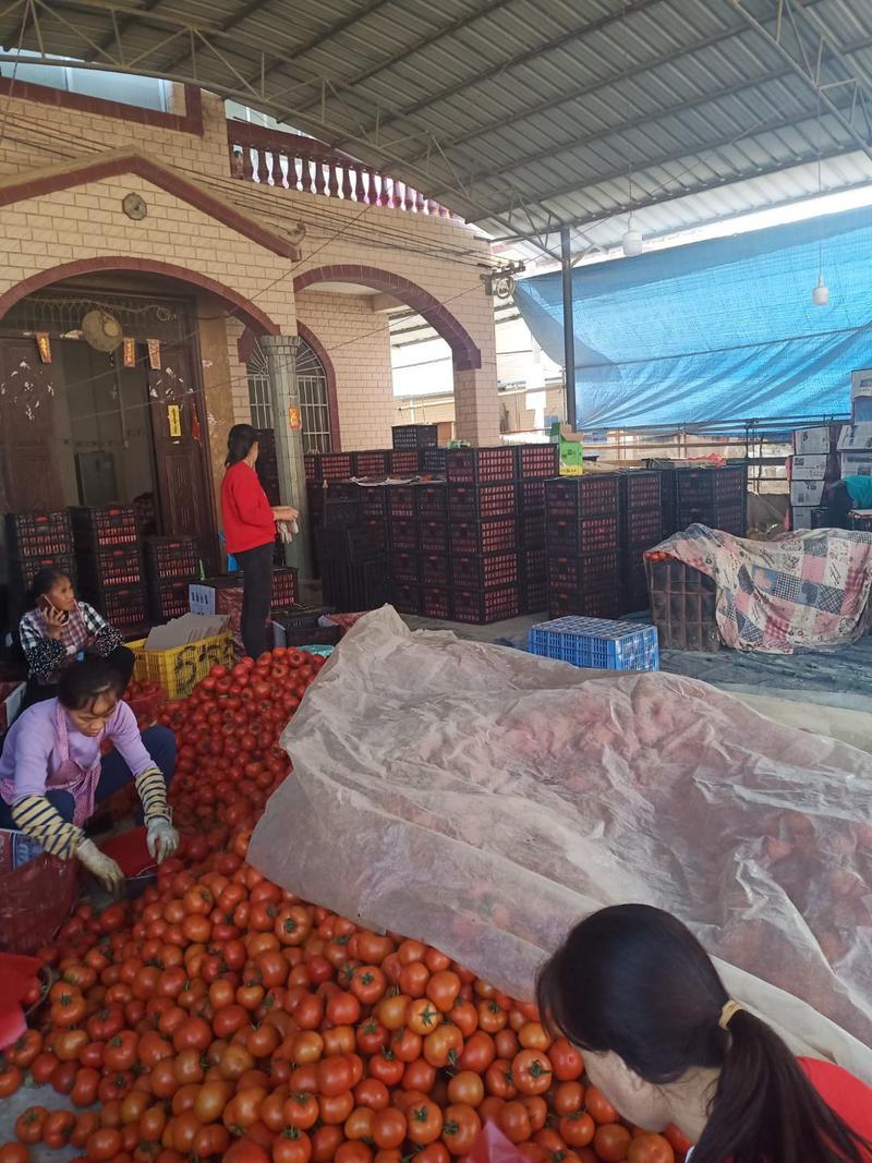 大粉番茄，现在大量上市一天可收6万斤，，，，
