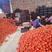 大粉番茄，现在大量上市一天可收6万斤，，，，