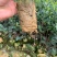 大果红花油茶苗果重1斤左右