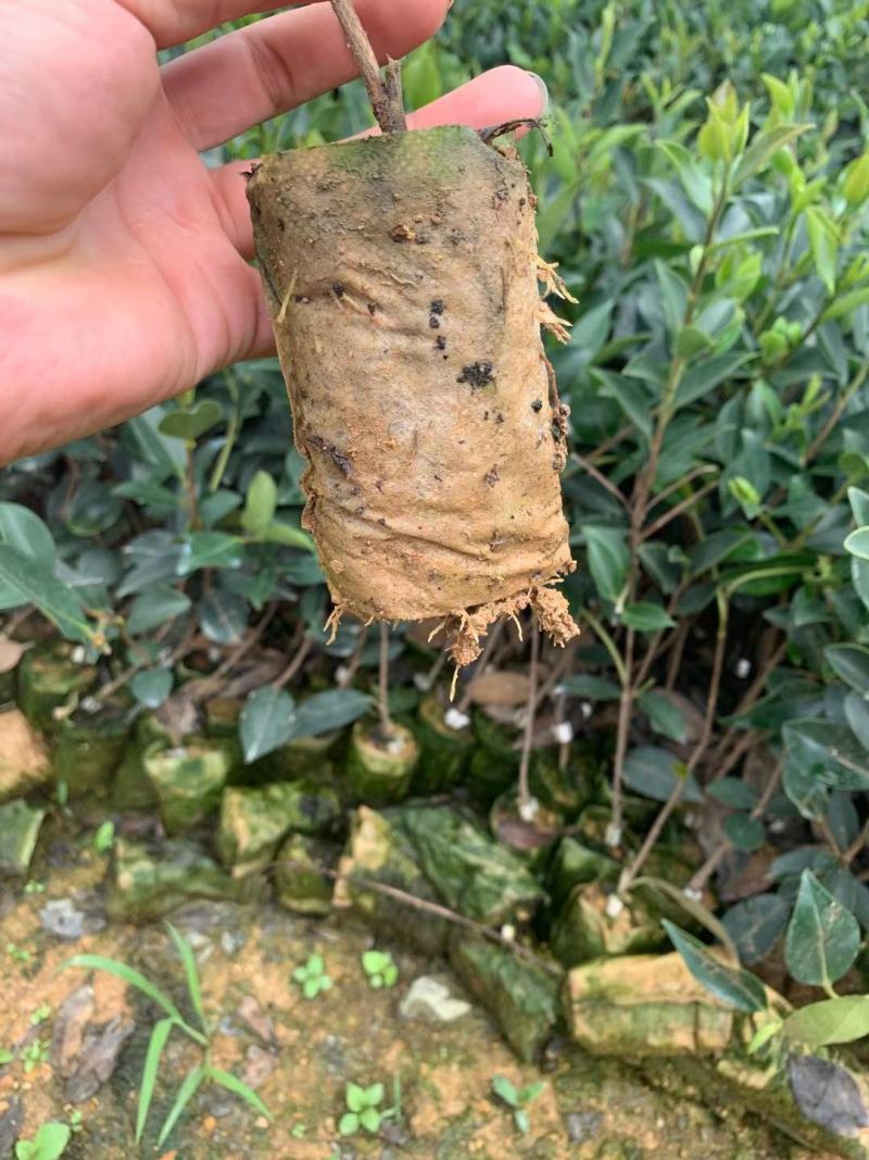 大果红花油茶苗果重1斤左右