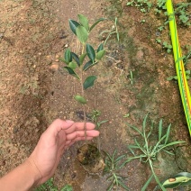 大果红花油茶苗果重1斤左右