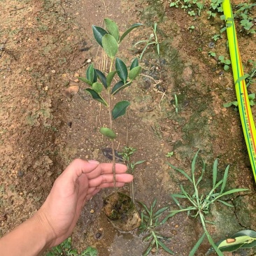 大果红花油茶苗果重1斤左右