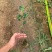 大果红花油茶苗果重1斤左右