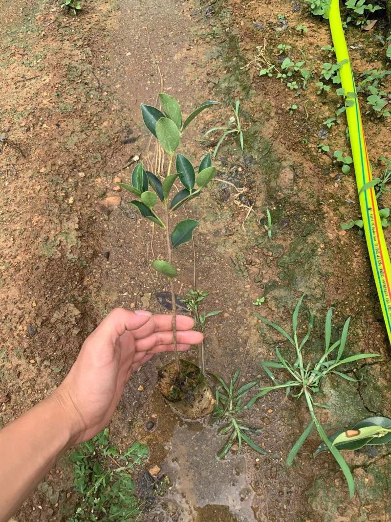 大果红花油茶苗果重1斤左右