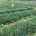 大果红花油茶苗果重1斤左右