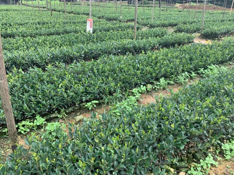 大果红花油茶苗果重1斤左右