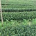 大果红花油茶苗果重1斤左右