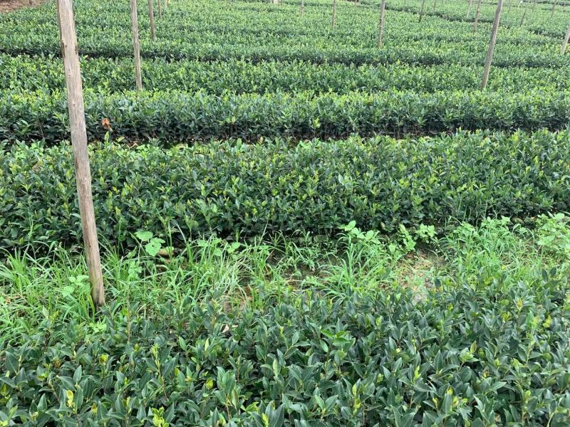 大果红花油茶苗果重1斤左右