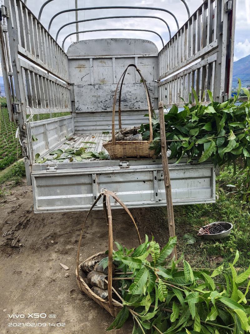 芒果苗云南元江县自产自销量大从优优质生苗