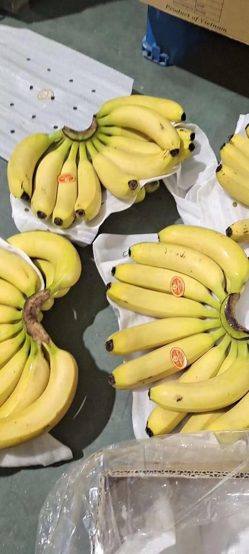 进口佳农香蕉索菲亚香蕉菲律宾香蕉特价商超欢迎前来选购上海