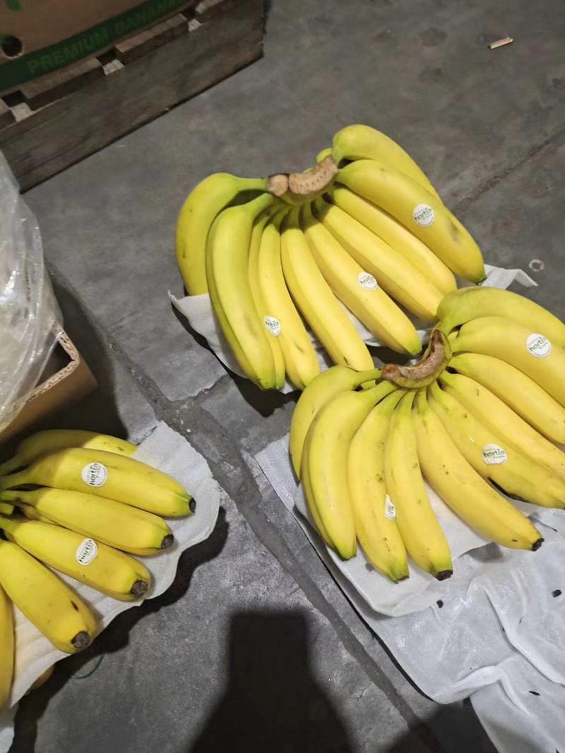 进口佳农香蕉索菲亚香蕉菲律宾香蕉特价商超欢迎前来选购上海