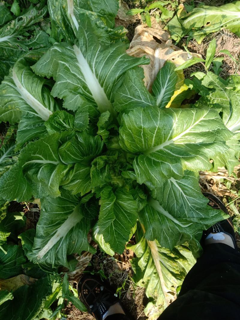 头刀儿菜40亩基地直供