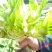 头刀儿菜40亩基地直供