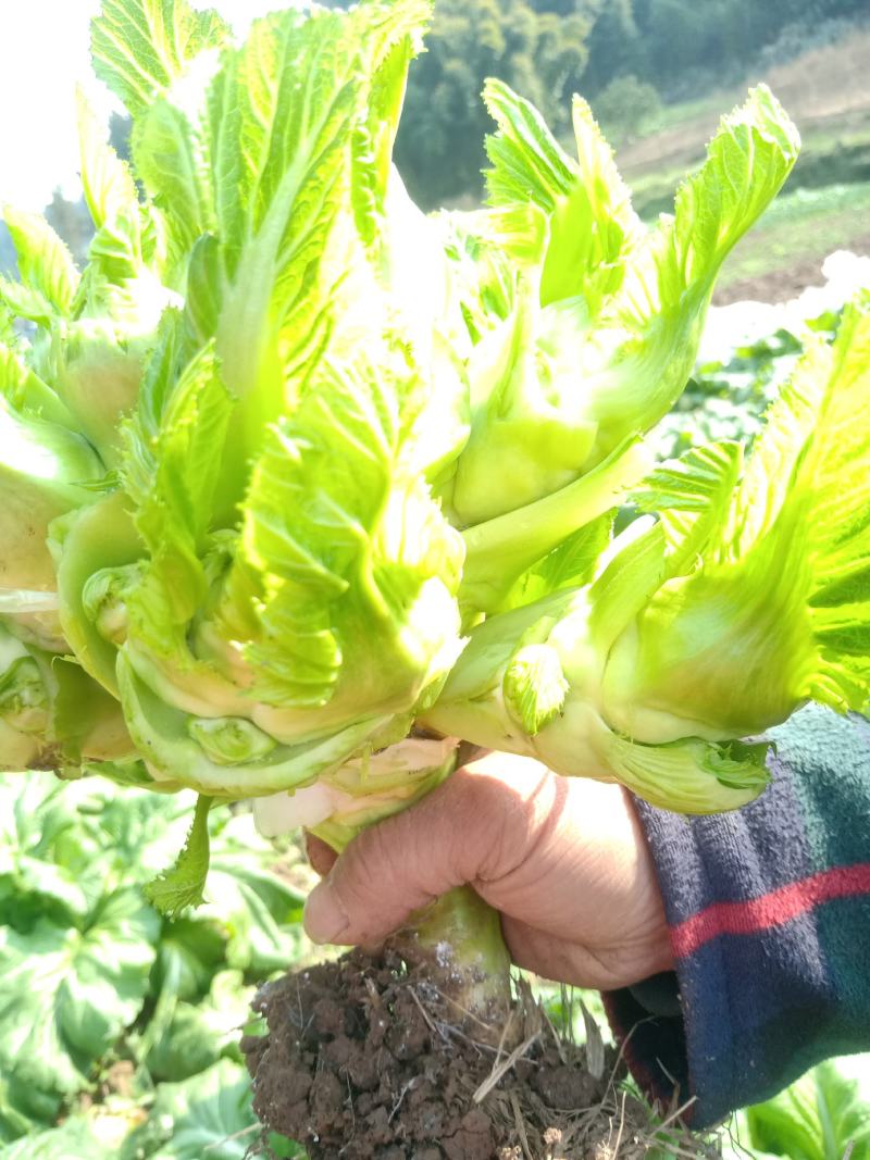 头刀儿菜40亩基地直供