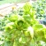头刀儿菜40亩基地直供