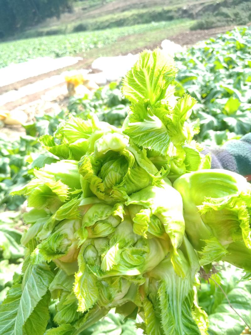 头刀儿菜40亩基地直供