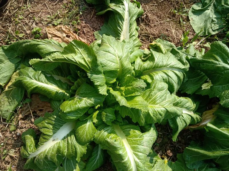 头刀儿菜40亩基地直供