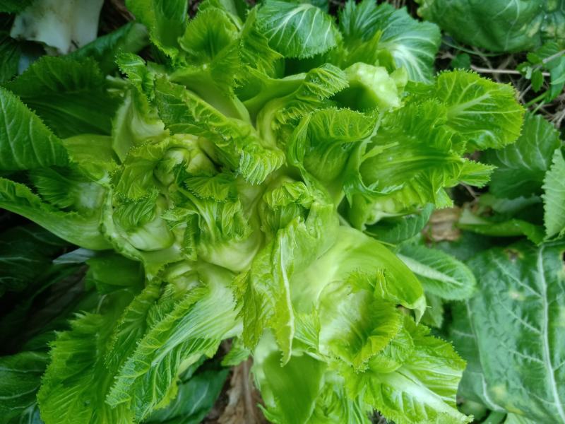 头刀儿菜40亩基地直供