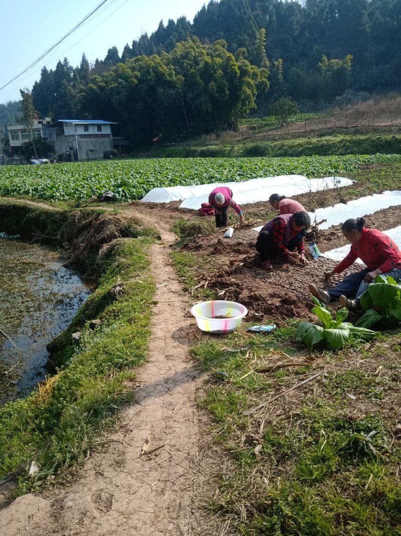 头刀儿菜40亩基地直供