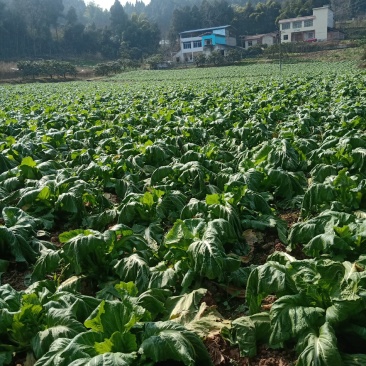 头刀儿菜40亩基地直供