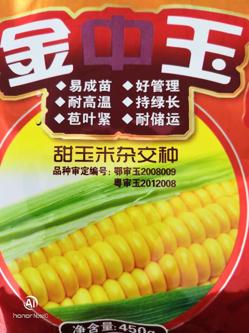 金中玉甜玉米种子信农田源种业