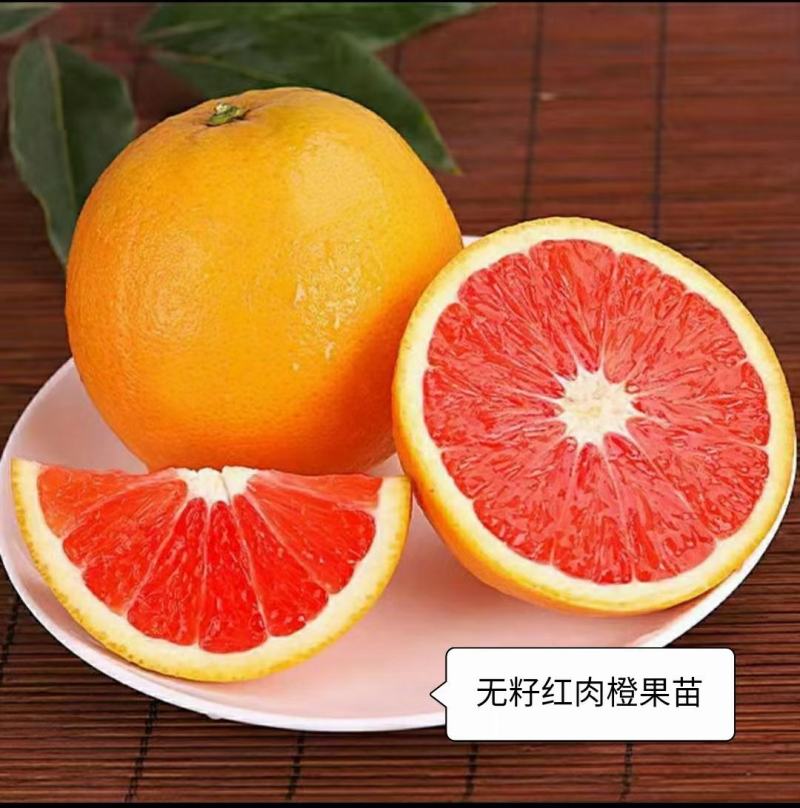 卡拉红肉脐橙树苗果清甜纯甜无酸味，苗木粗壮南北方可种植
