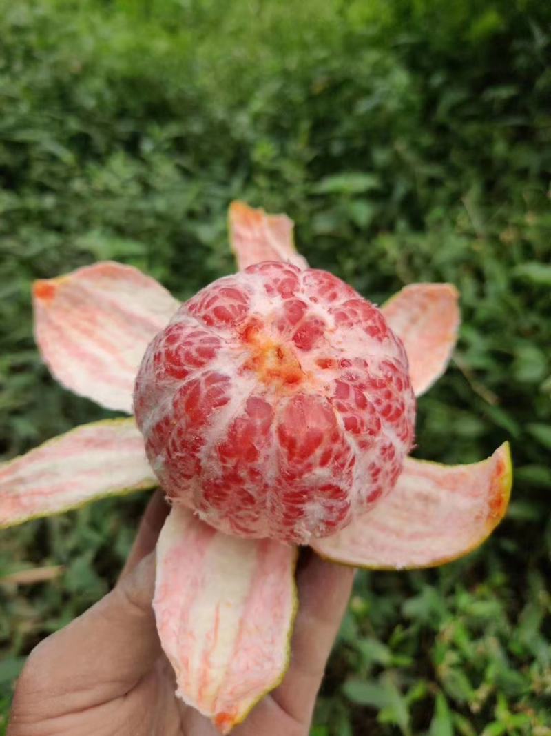 卡拉红肉脐橙树苗果清甜纯甜无酸味，苗木粗壮南北方可种植