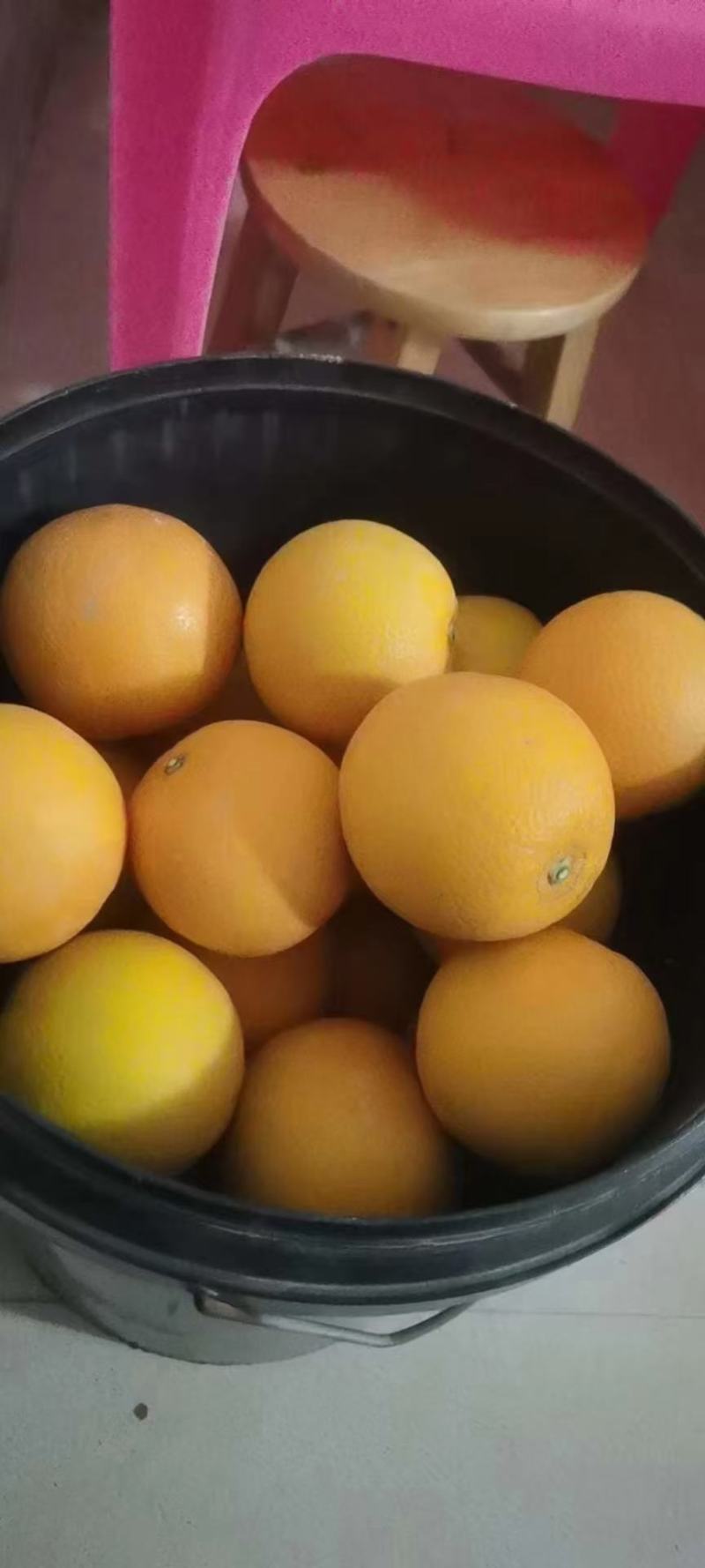 卡拉红肉脐橙树苗果清甜纯甜无酸味，苗木粗壮南北方可种植