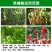 （包邮〉新升级四孔果蝇诱捕器果园菜地抓瓜果实蝇针蜂引诱剂
