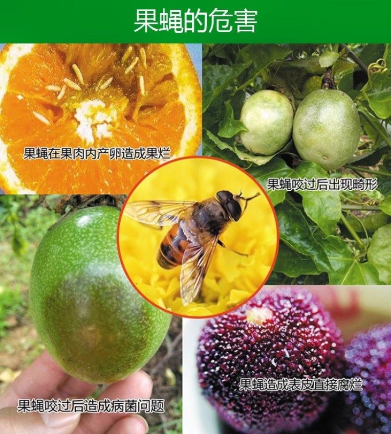 （包邮〉新升级四孔果蝇诱捕器果园菜地抓瓜果实蝇针蜂引诱剂