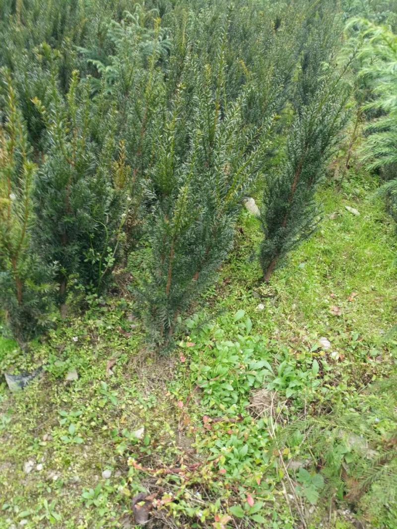 四川绵阳红豆杉苗曼地亚红豆杉移栽苗(占地苗)欢迎洽谈选购