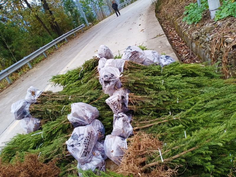 四川绵阳红豆杉苗曼地亚红豆杉移栽苗(占地苗)欢迎洽谈选购