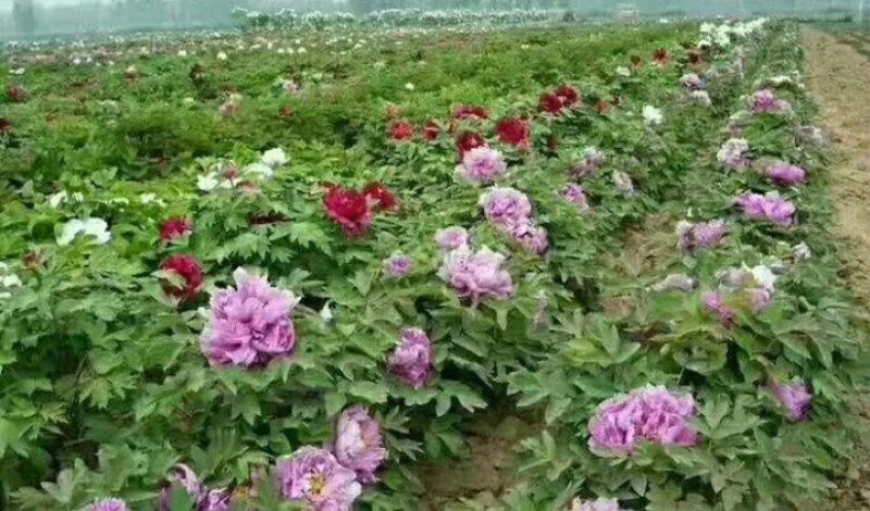 牡丹苗成活率高耐寒四季花色齐全放心苗
