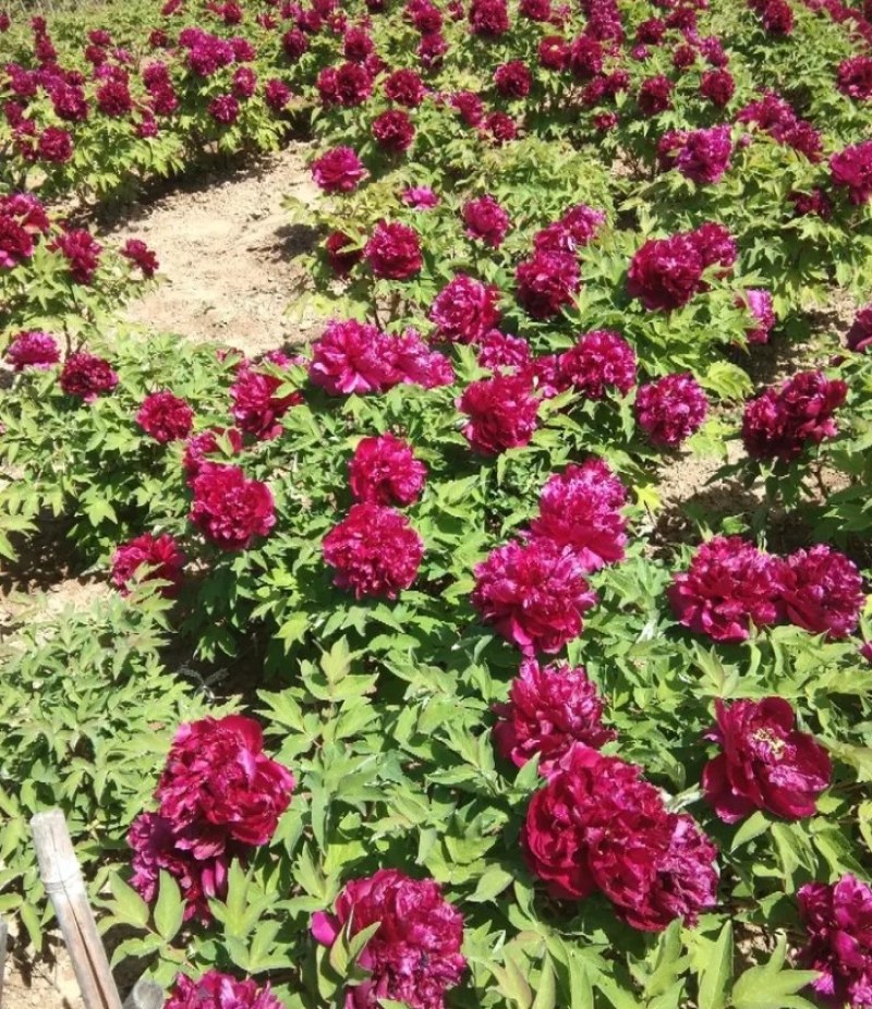 牡丹苗成活率高耐寒四季花色齐全放心苗