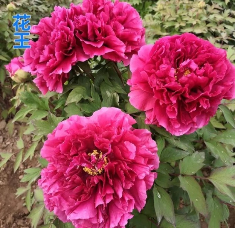 牡丹苗成活率高耐寒四季花色齐全放心苗