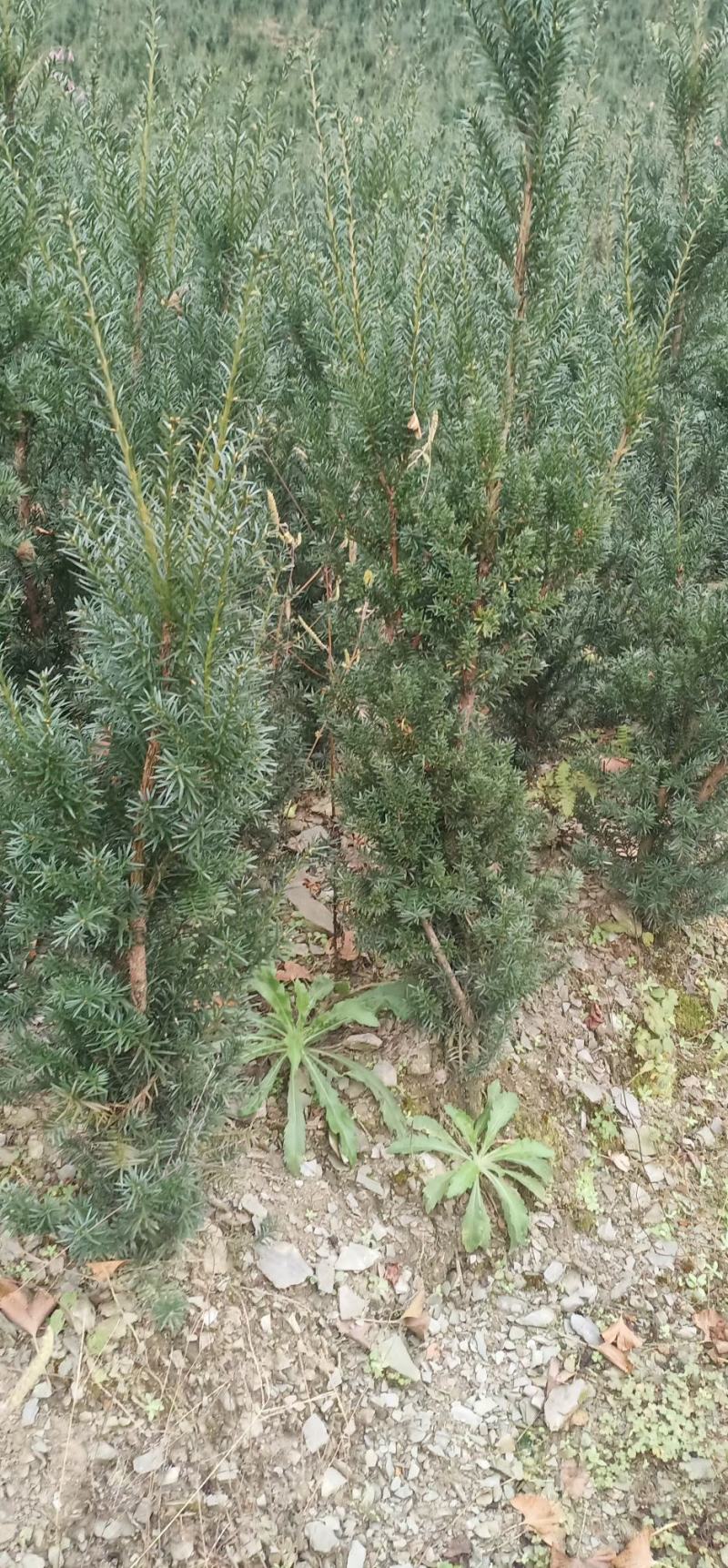 四川绵阳红豆杉苗曼地亚红豆杉移栽苗(占地苗)欢迎洽谈选购
