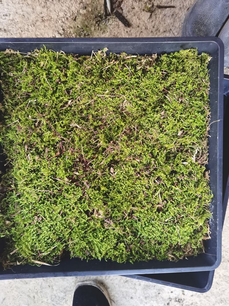 青苔，苔癣，自家培育直销，地栽盘苗都有