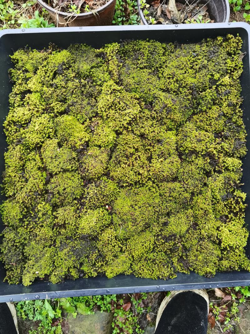 青苔，苔癣，自家培育直销，地栽盘苗都有
