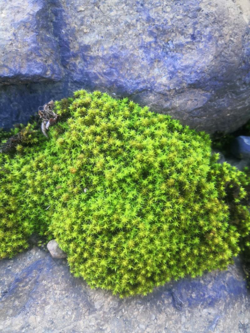 青苔，苔癣，自家培育直销，地栽盘苗都有
