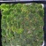 青苔，苔癣，自家培育直销，地栽盘苗都有