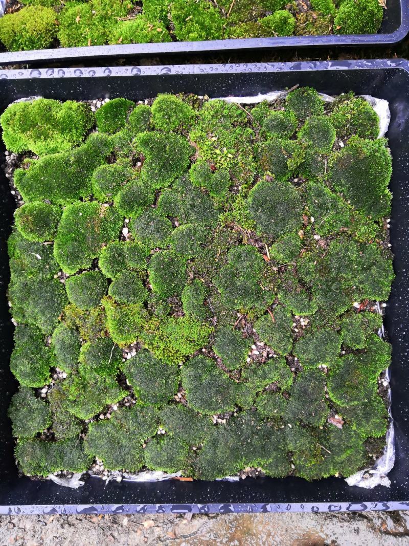 青苔，苔癣，自家培育直销，地栽盘苗都有