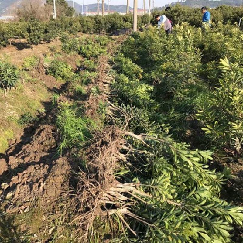 正宗嫁杨梅树苗荸荠黑炭东魁水晶耐寒南北方种植地栽盆栽