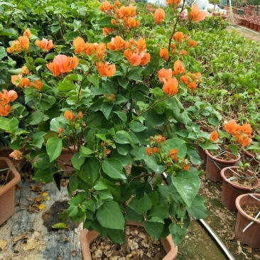 橙黄三角梅现货供应，基地直营，，，，，，，，，，