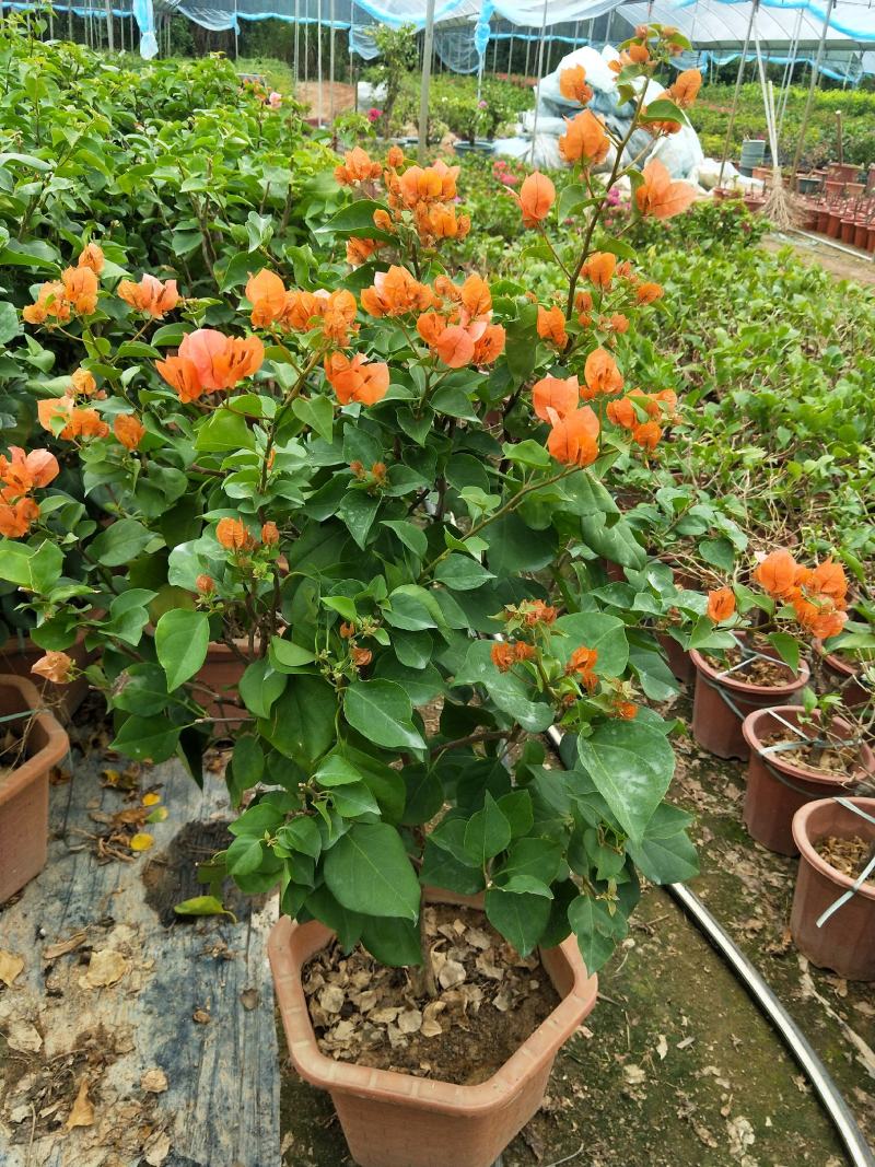 橙黄三角梅现货供应，基地直营，，，，，，，，，，