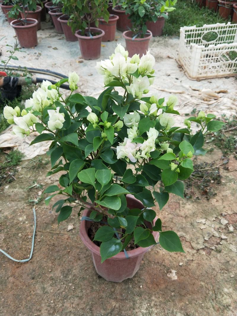 绿樱三角梅，长期供应，基地直销，，，，，，，，，，，，